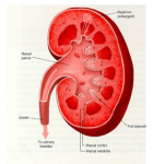 Kidney Problem in Elderly